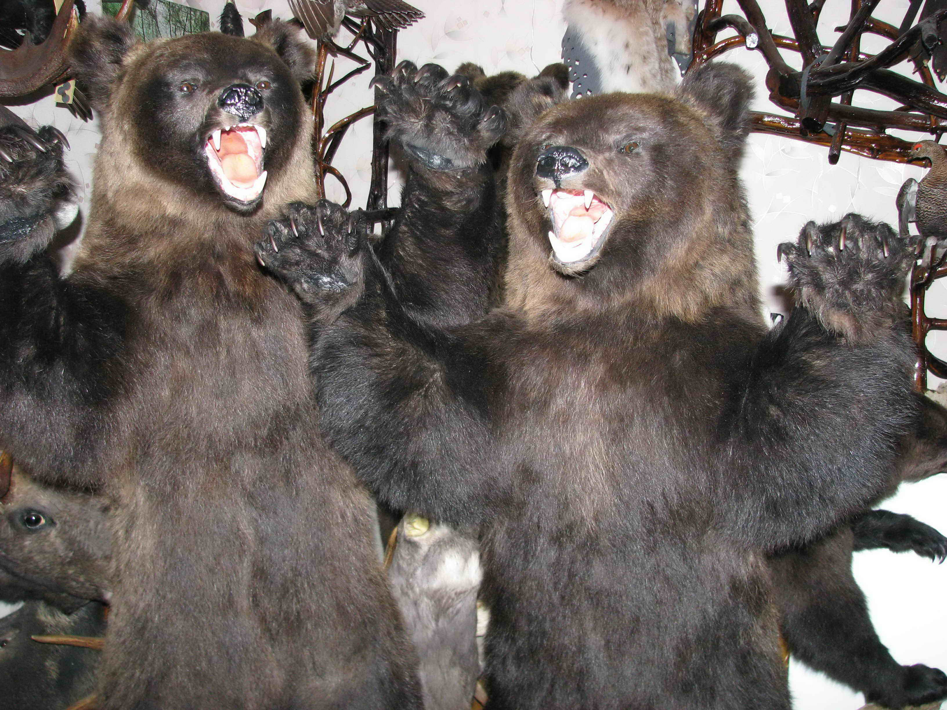 Два медведя в нападении