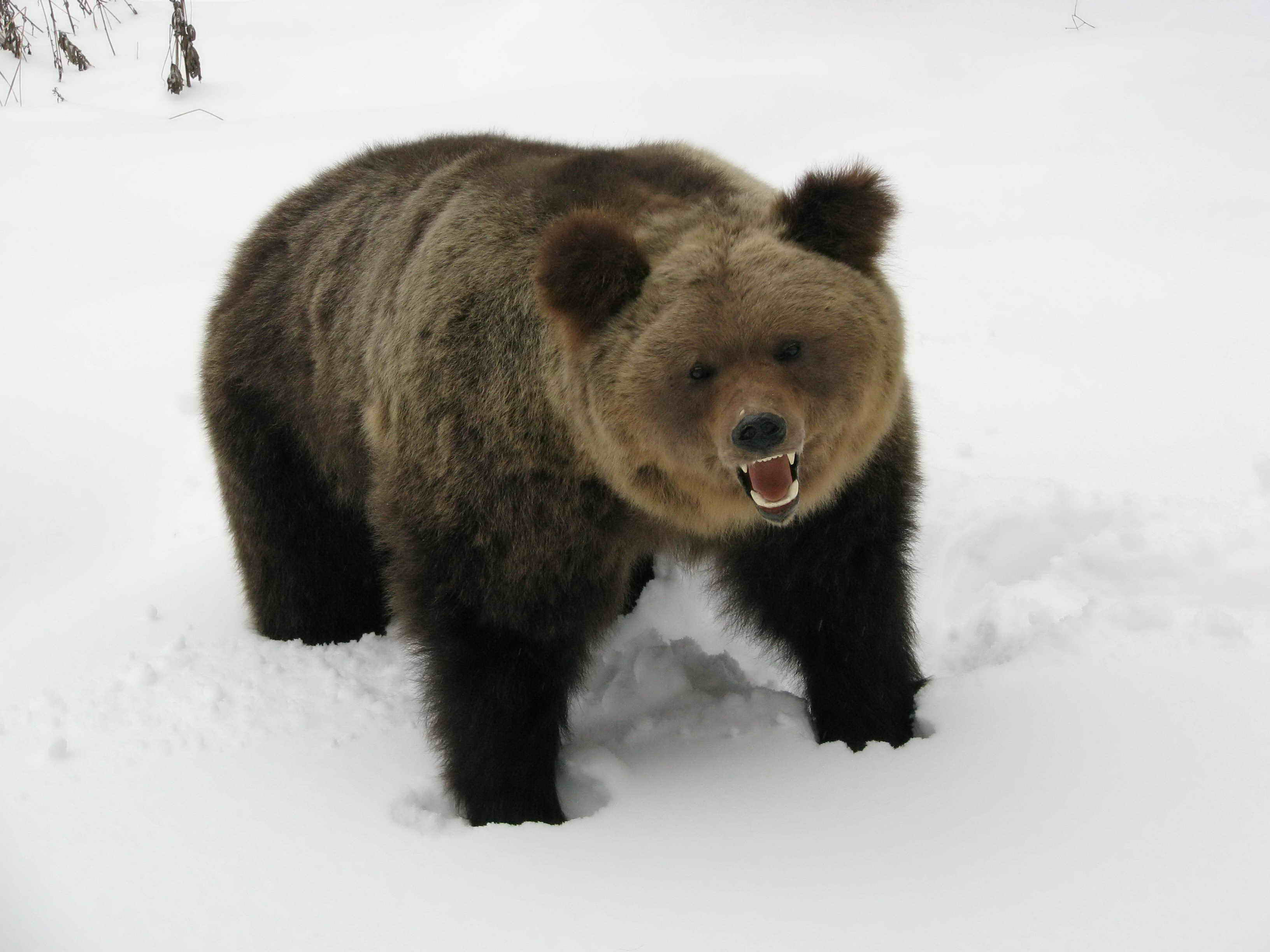 Медведь на снегу